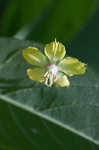 Fringed loosestrife